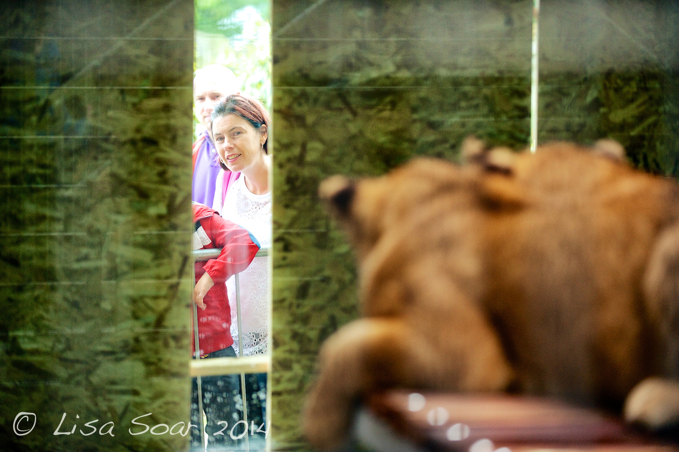 FollyFarmLions 46.jpg