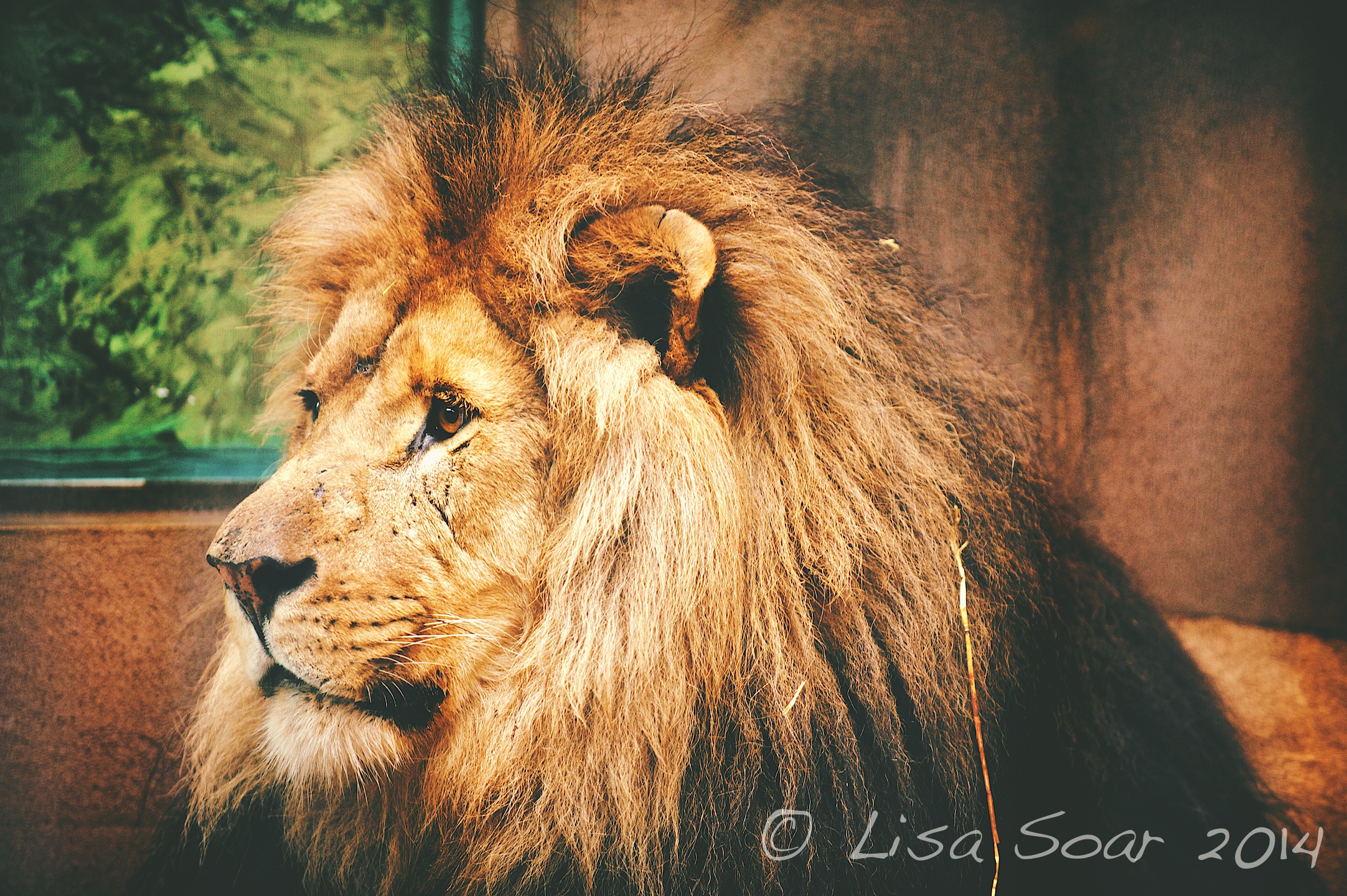 FollyFarmLions 54.jpg