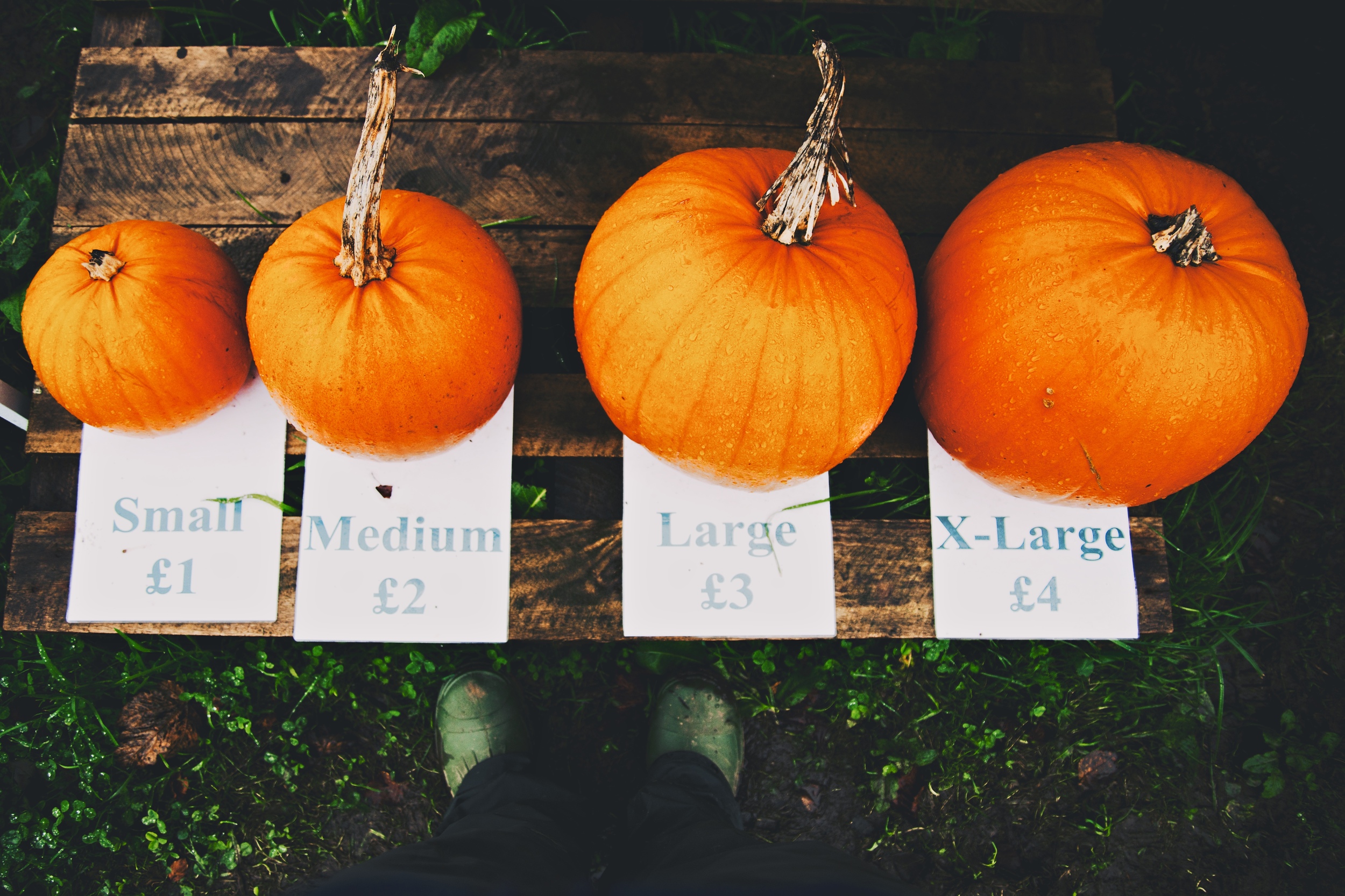 Pumkins1 7.jpeg
