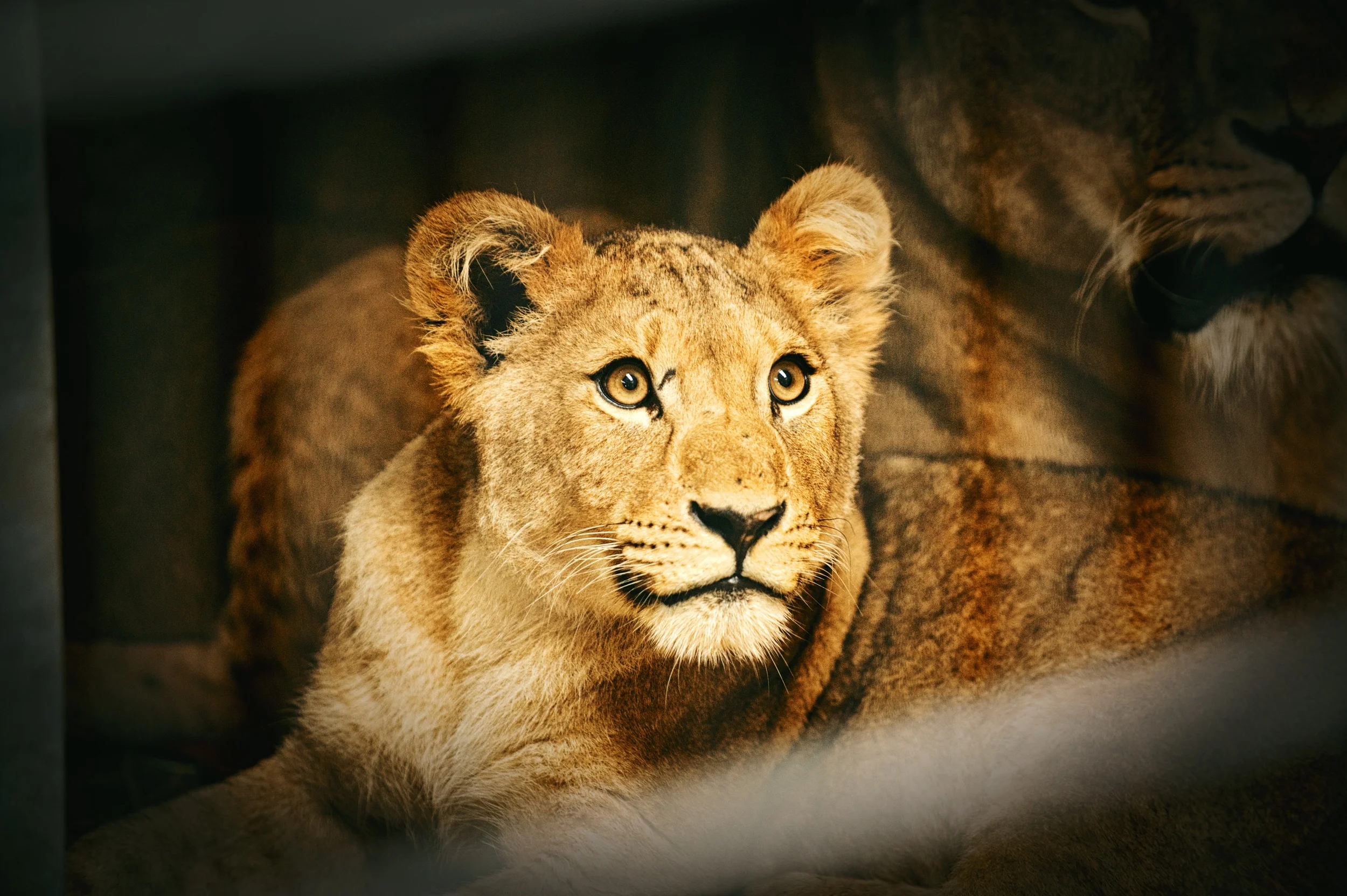 FollyFarmLions 73.jpeg