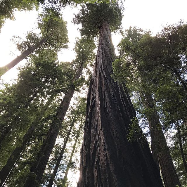 #venerable-old-trees