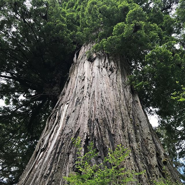 #BigTree. 1500 years old. Think of all it knows. We have no clue.