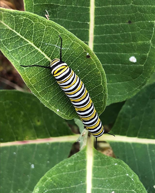 Monarch caterpillar on milkweed in the yard.