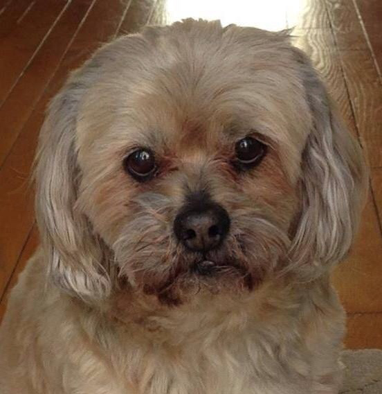 Photo Of Sparky Courtesy Of Mary Campbell
