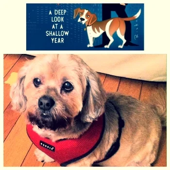 Wacha &nbsp;(Andy's dog, seen many nights on WWHL and on the cover of his new book) meet Sparky (my dog, seen many nights sleeping on newspaper on my living room floor).&nbsp;