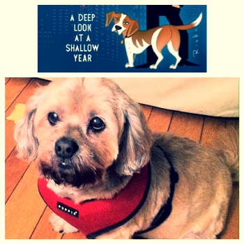Wacha (Andy's dog, seen many nights on WWHL and on the cover of his new book) meet Sparky (my dog, seen many nights sleeping on newspaper on my living room floor). 
