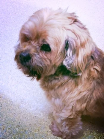 Sparky, aka, the fat brown dog from Tennessee, at the Vet earlier this week, where we discovered that ladies (continue to) love his beard and mullet and that his previous owner (whoever that was) had a microchip implanted in him. 
