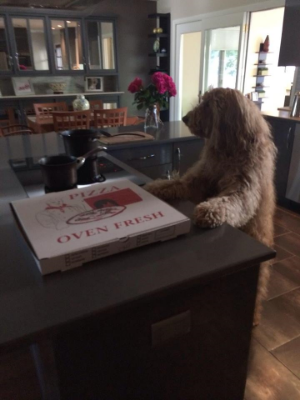 Louie's friend Enzo the GoldenDoodle, who looks like he's about to enjoy a delicious pizza here...