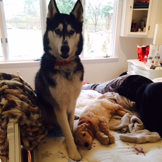 Duke the Husky & Louie