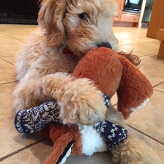 Little Louie