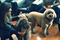 YouTube SuperStar: It's RI's Own Charlie The Labradoodle