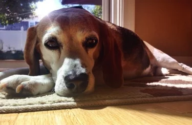 A Worthy Cause: Friends Of Animals In Need RI