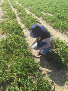On The Farm In RI: Hey, It's Strawberry Picking Season 
