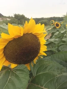Snaps & Sunflowers: Dame Farm And Orchard