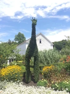 Not So Secret Garden: Green Animals Topiary In Portsmouth