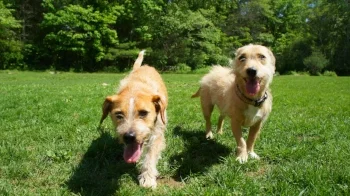 Your Dog Will Love This! 