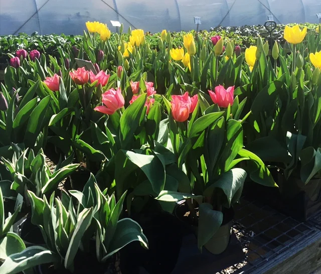 The Lush, Local Spot For Springing Into Easter