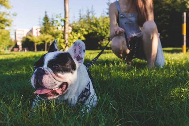 Top 5 Places To Walk Your Dog In Rhode Island
