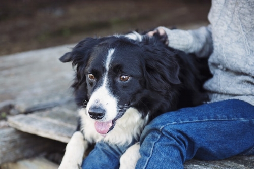 3 Local Things You'll Want To Know About If You're A Pet Parent In The OS