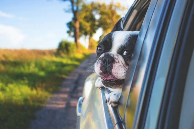 The Road Trip Helping Shelter Dogs Rolls Up In RI Today & You'll Want To Be There
