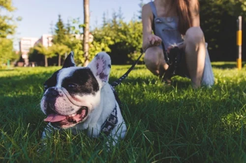 5 Of The Best Spots In The OS For Walking Your Dog, Courtesy Of This Local Pet Pawrent