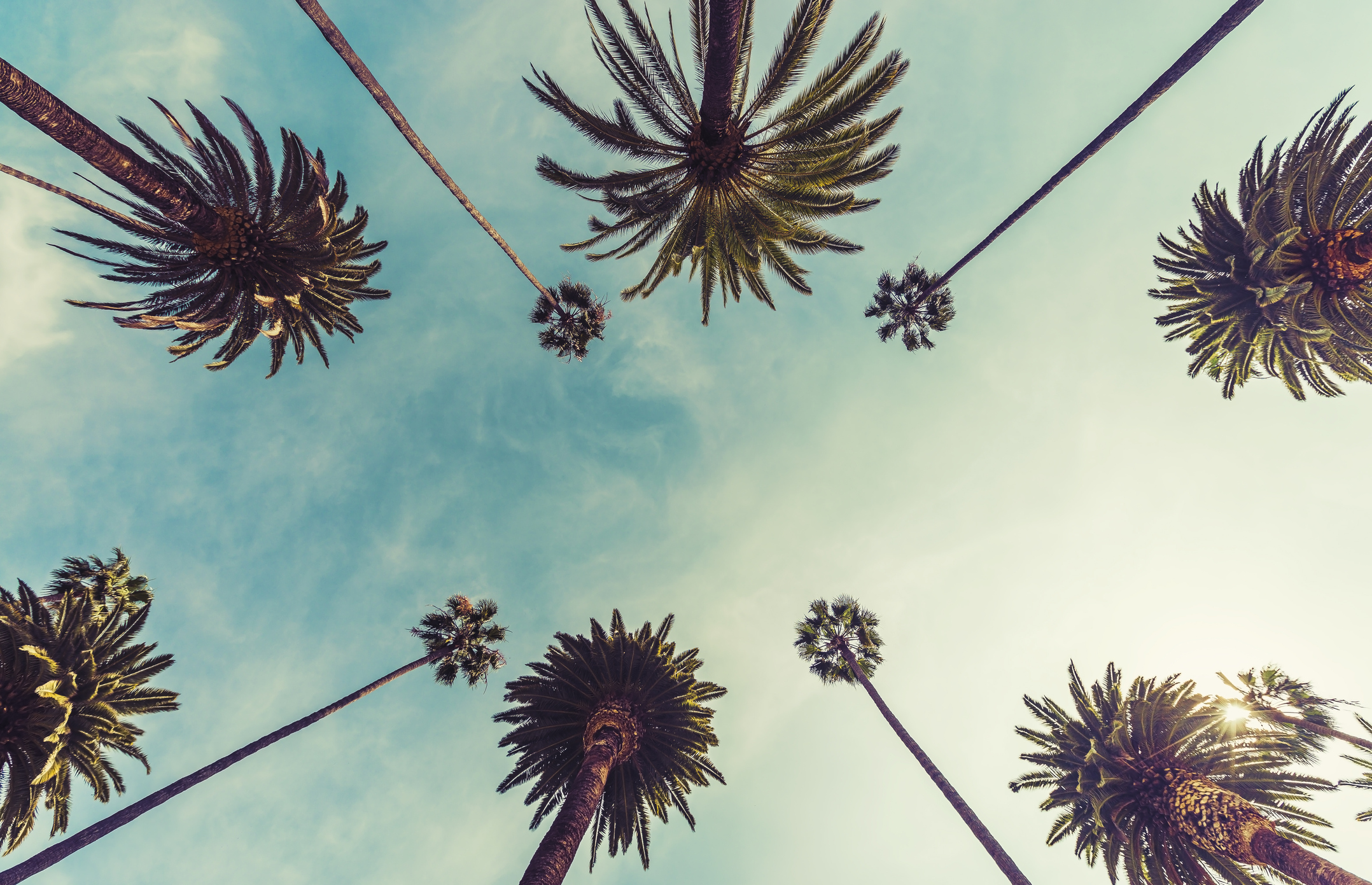 Los Angeles Palm Trees/Getty Images/IStock