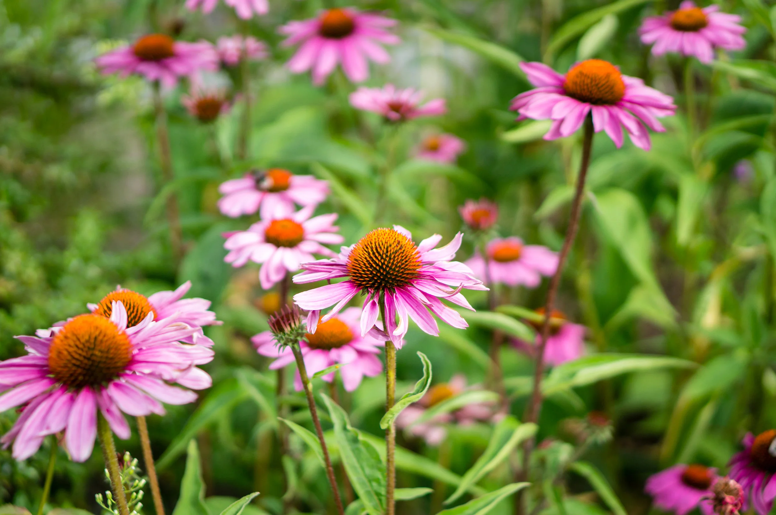 This PVD Flower Farm Is Brightening The Days Of So Many People &amp; OMG