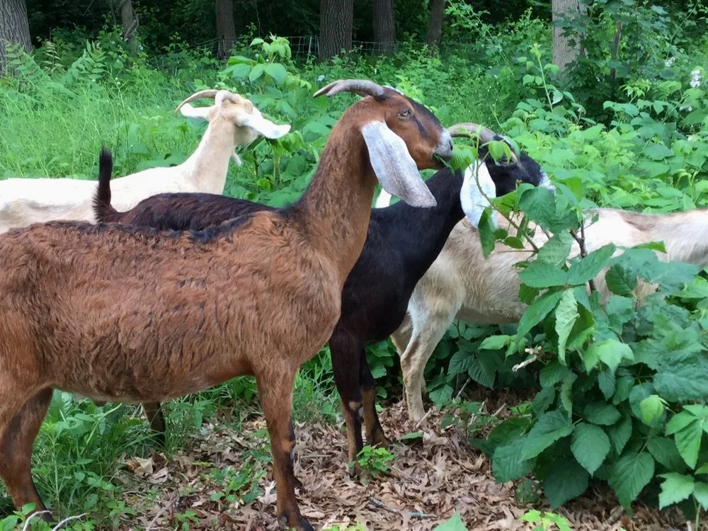 Goats From Herds Of Hope (All photos courtesy of my sister’s sister-in-law.)