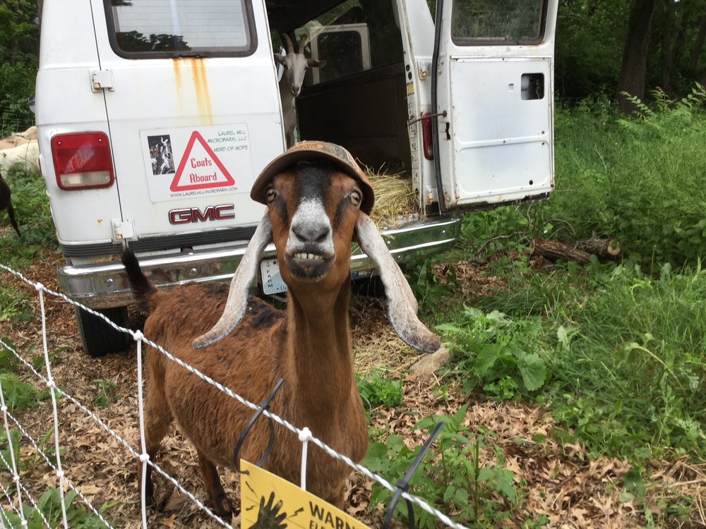 Who Can Resist A Goat In A Trucker Hat?