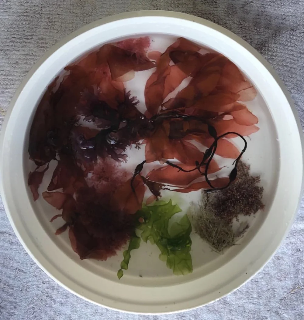 Seaweed Photo Courtesy Of The Saltwater Studio Newport Instagram