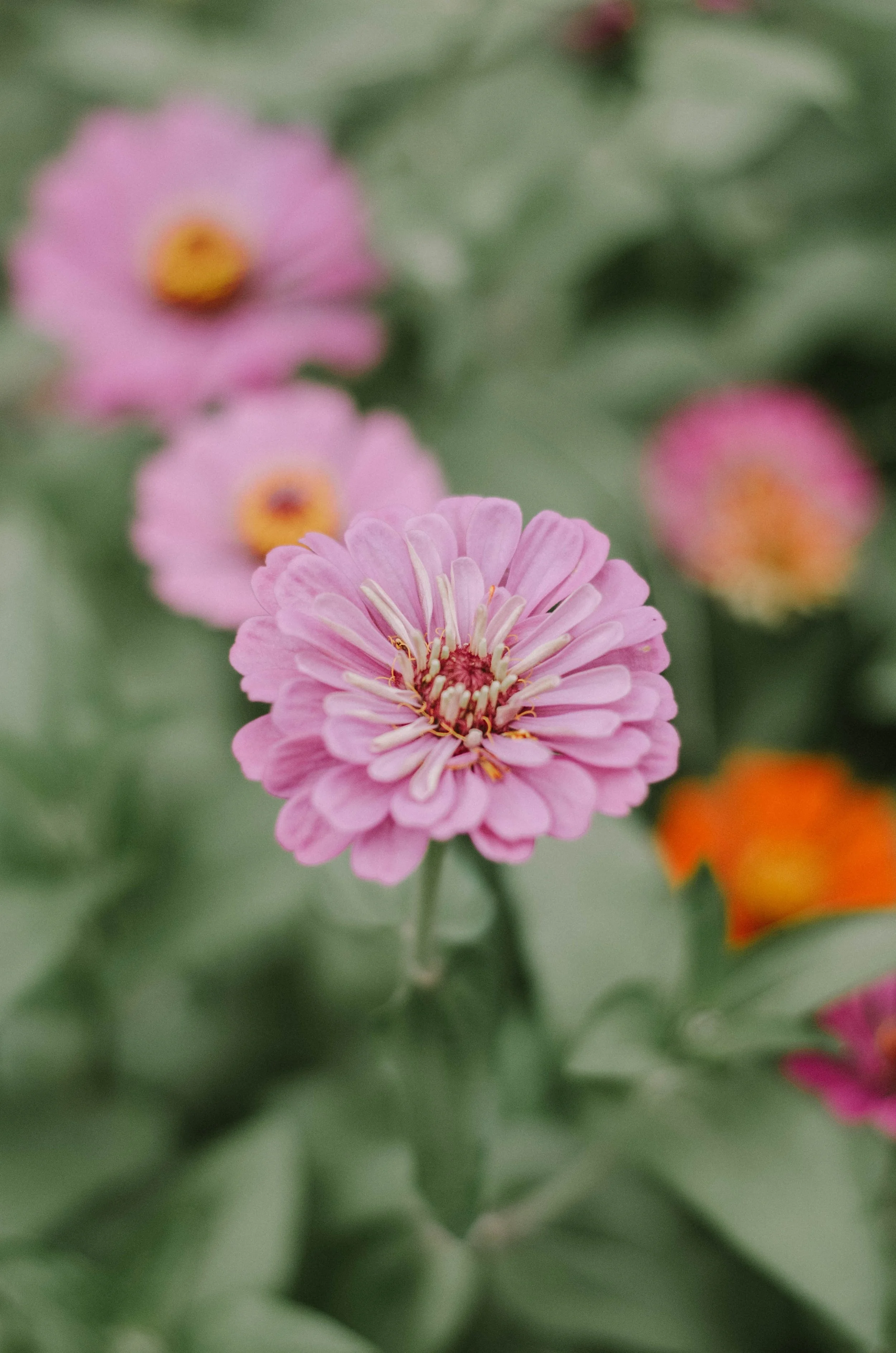 The Flower Farm That’s Ideal For All Your Summer Bouquet Pics