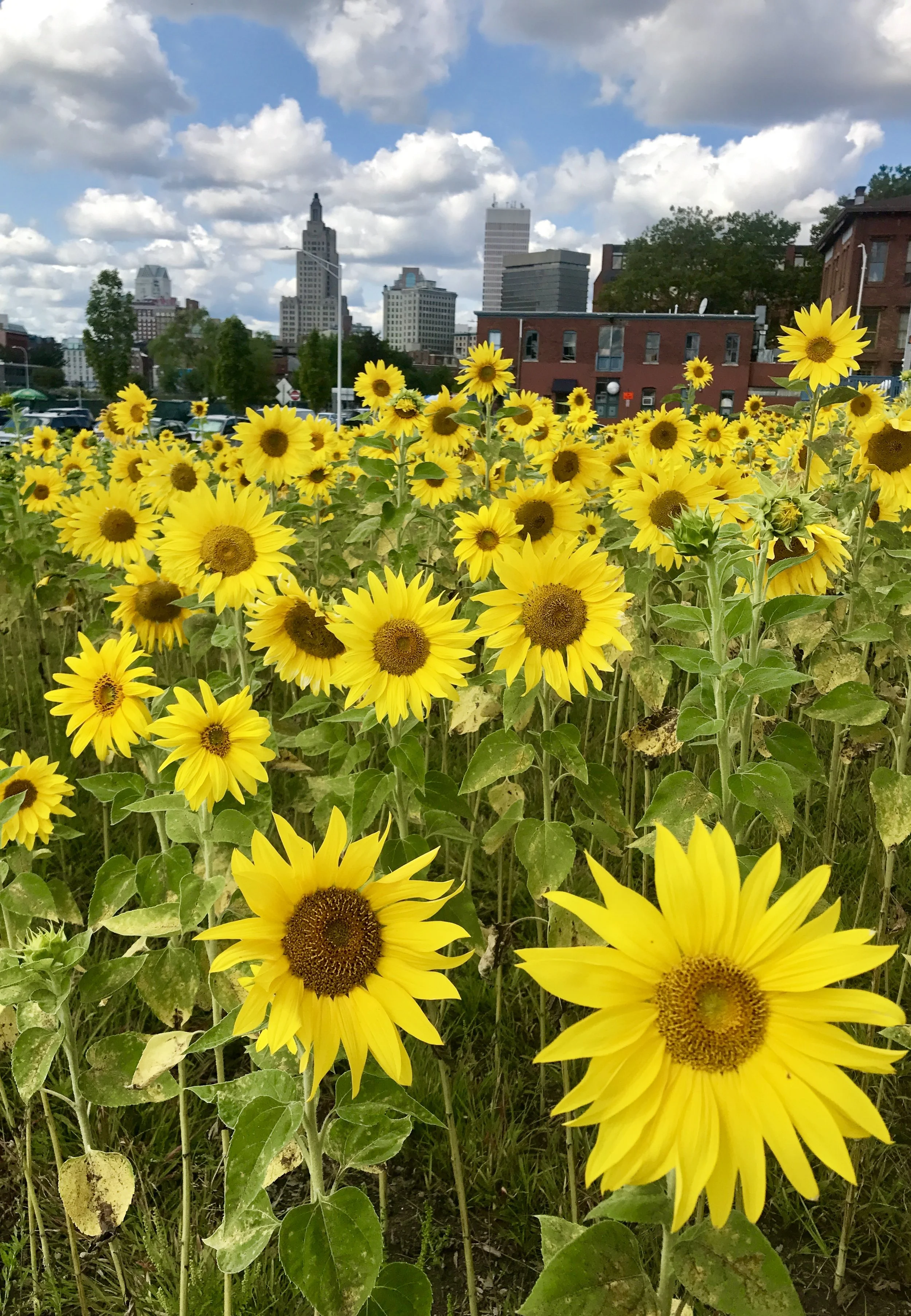 2017 at 10,000 🌻’s in PVD