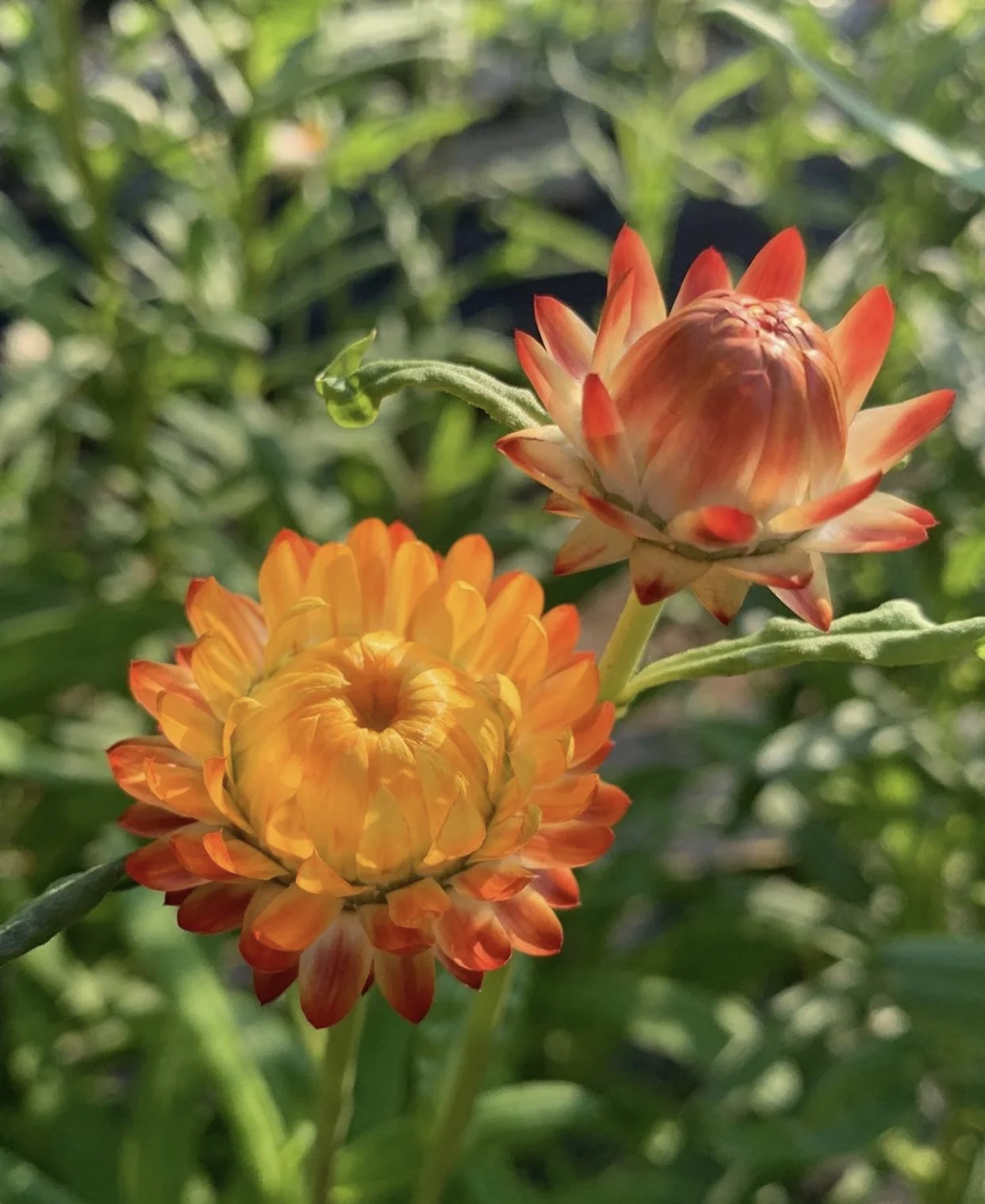 There’s A Party At Sunset At This Local Flower Farm &amp; It Sounds Fantastic