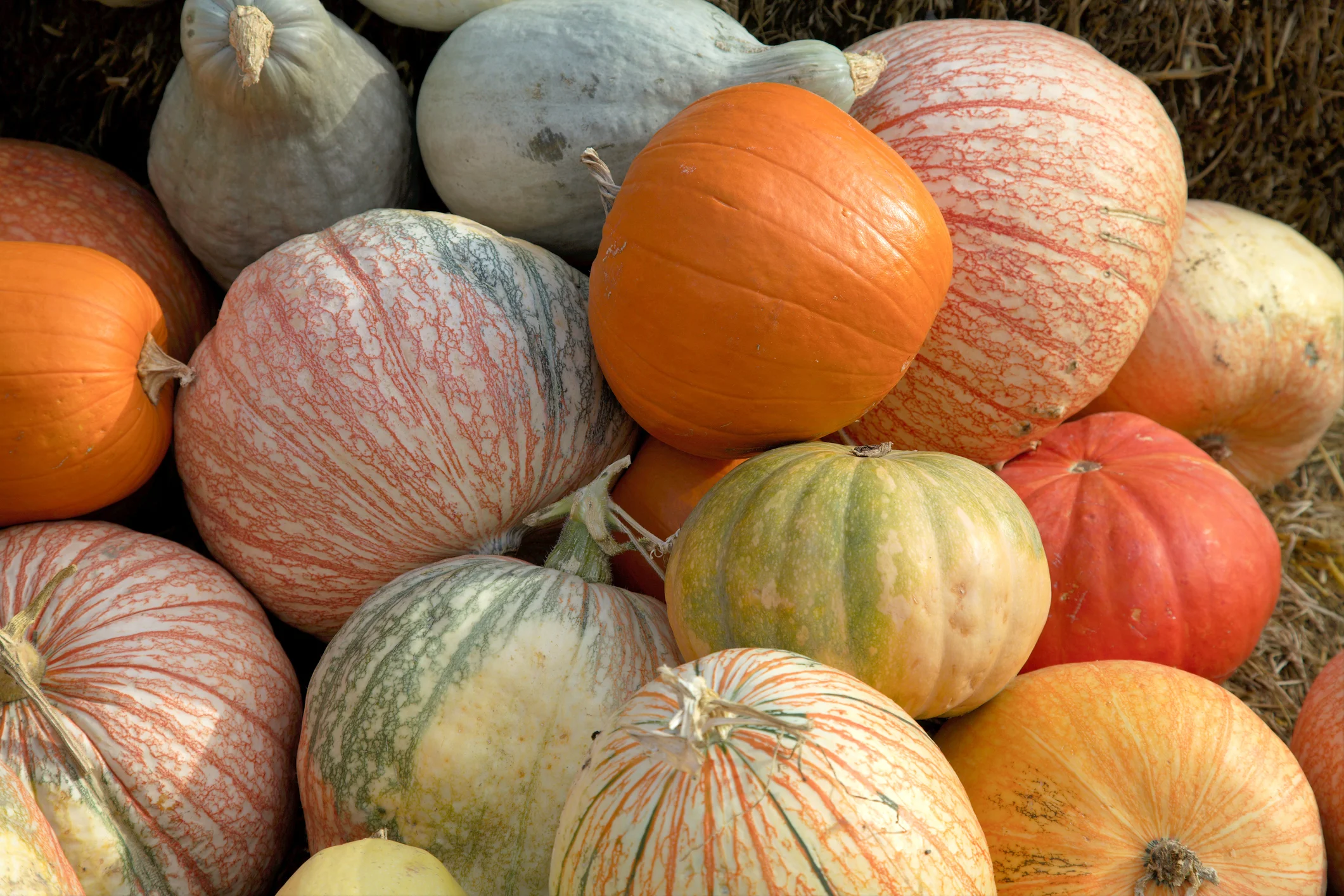 Pink Pumpkins Are Popping Up In RI &amp; They're Perf For All Your Autumn Selfies