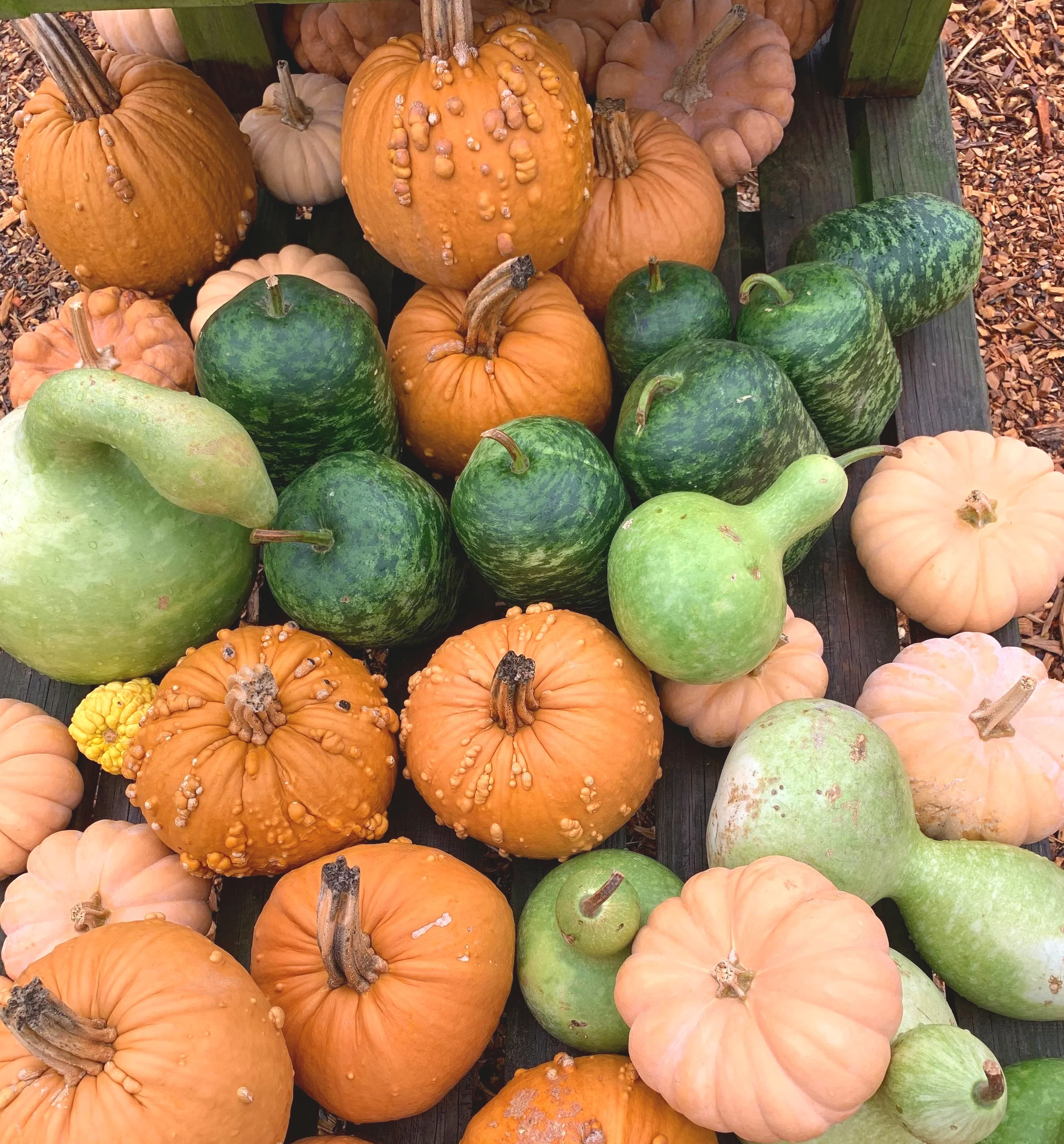 Oh My Gourd, These 3 Rhody Spots Are Perf For Fall Photos With Your Squad 