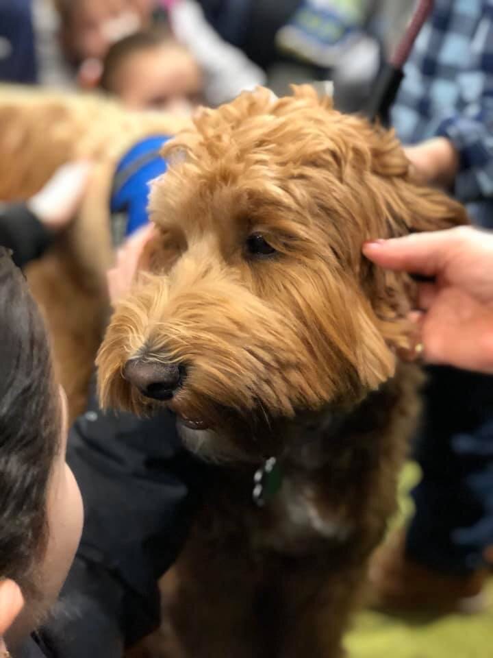We Caught Up With This Dog Who Comforts Children &amp; Is Also A Local Celebrity