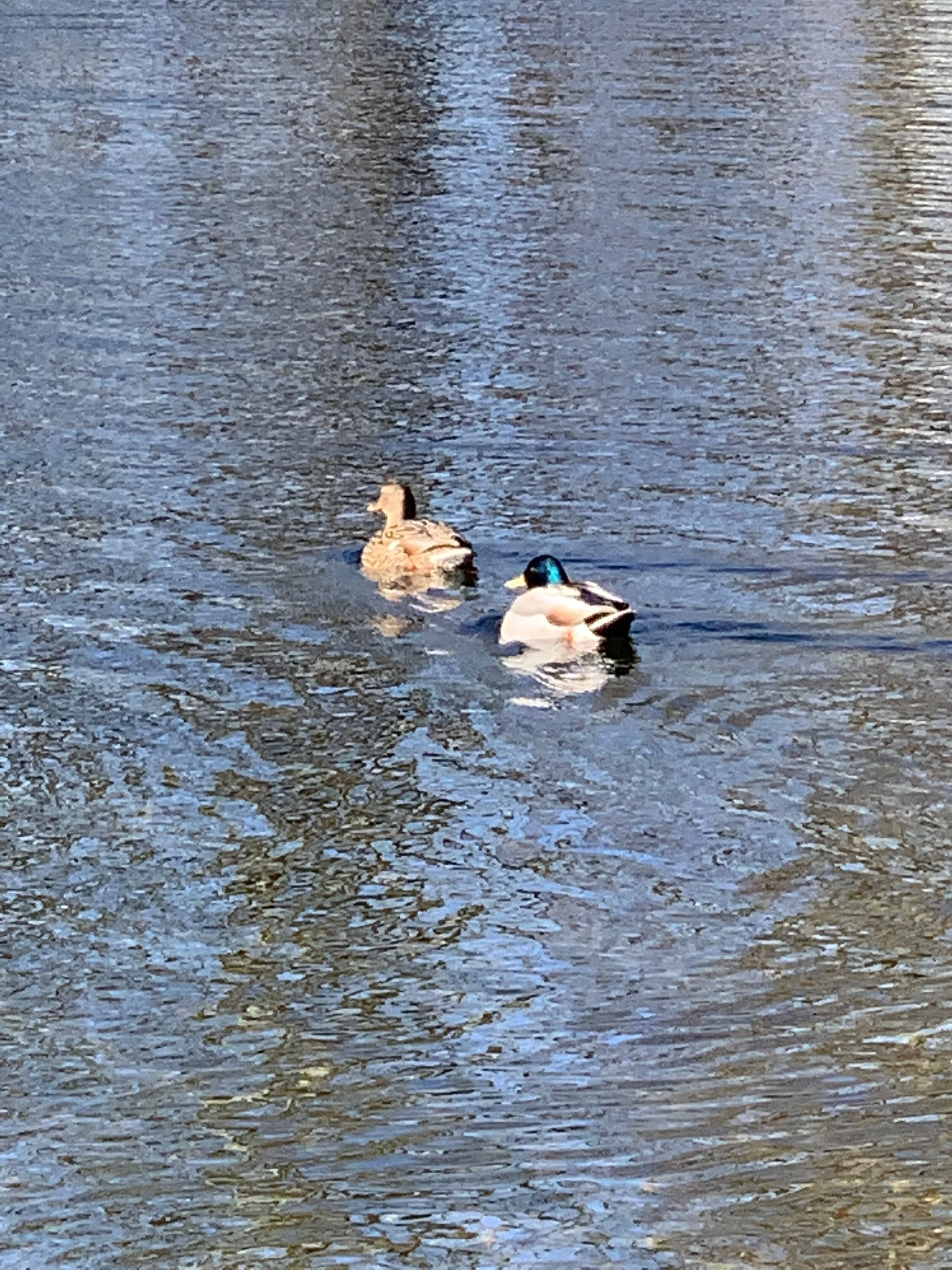 This Rhody Native In Self Isolation Is Singing The Praises Of This State Park &amp; Thinking Small