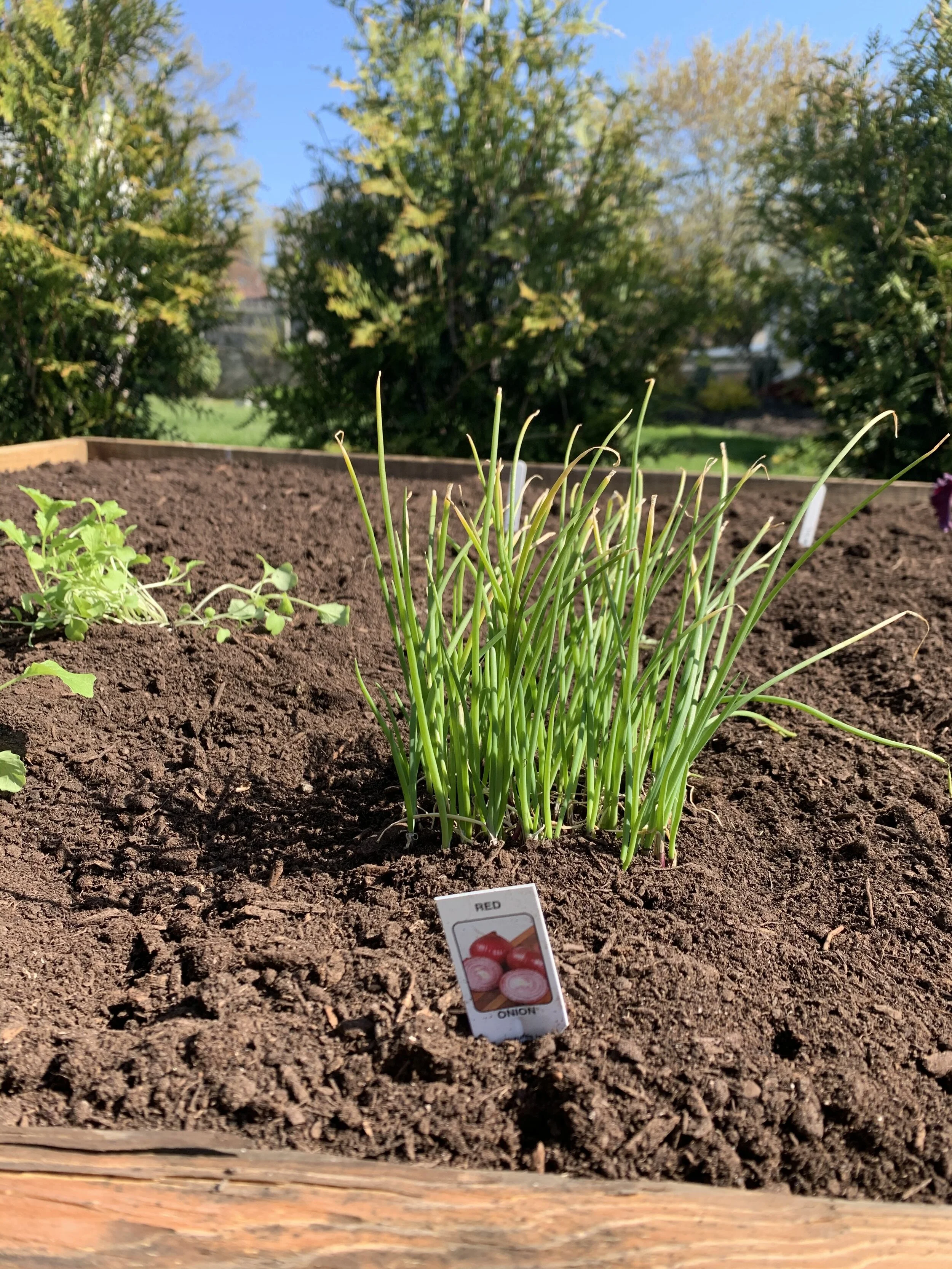 This Rhody Mom Has All The Dirt About Starting A Backyard Garden This Month