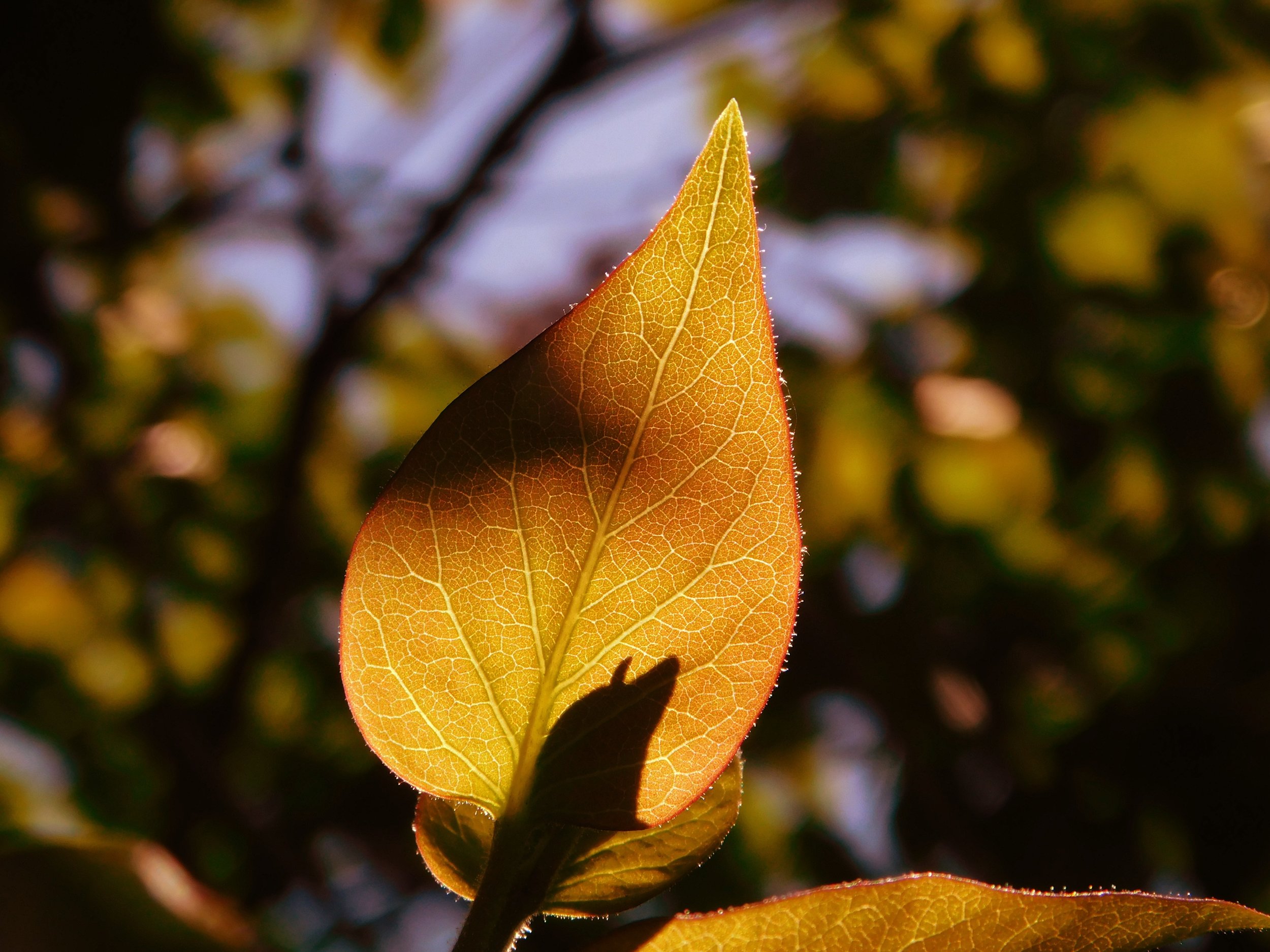 3 Fall-tastic Places In RI For Outdoor Photos, Dining And More 