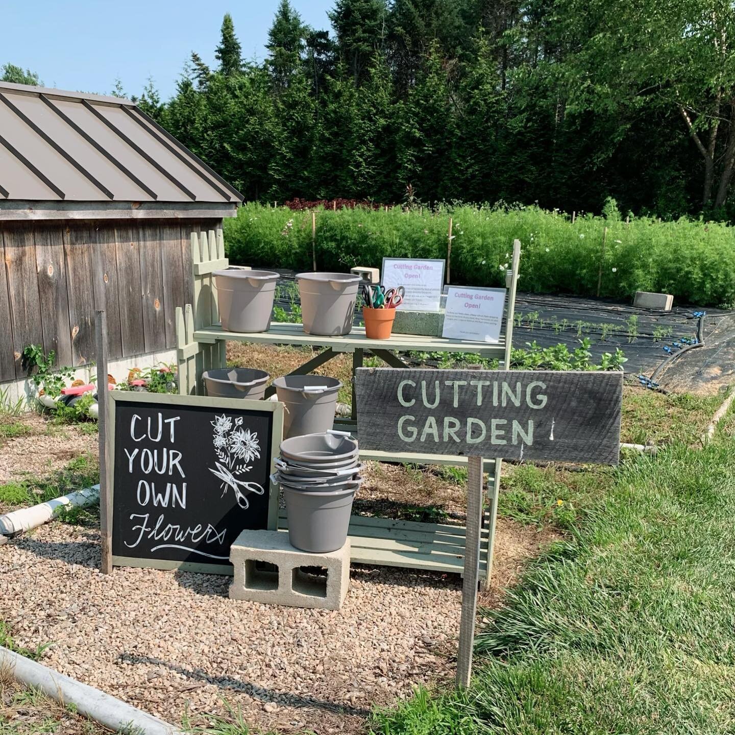 𝚕𝚎𝚝&rsquo;𝚜 𝚌𝚞𝚝 𝚝𝚘 𝚝𝚑𝚎 𝚌𝚑𝚊𝚜𝚎

Was checking out @thefarmersdaughter_ri yesterday around 3 and saw a sign that said FLOWER CUTTING.

Turns out they have an adorable area in the back (past the greenhouses) where flowers are blooming, I 