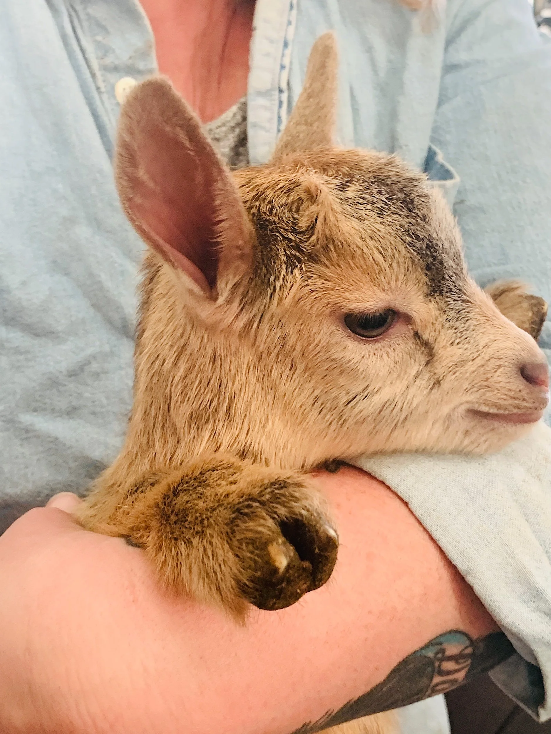 The Middletown Farm Where You Can Cuddle Baby Goats