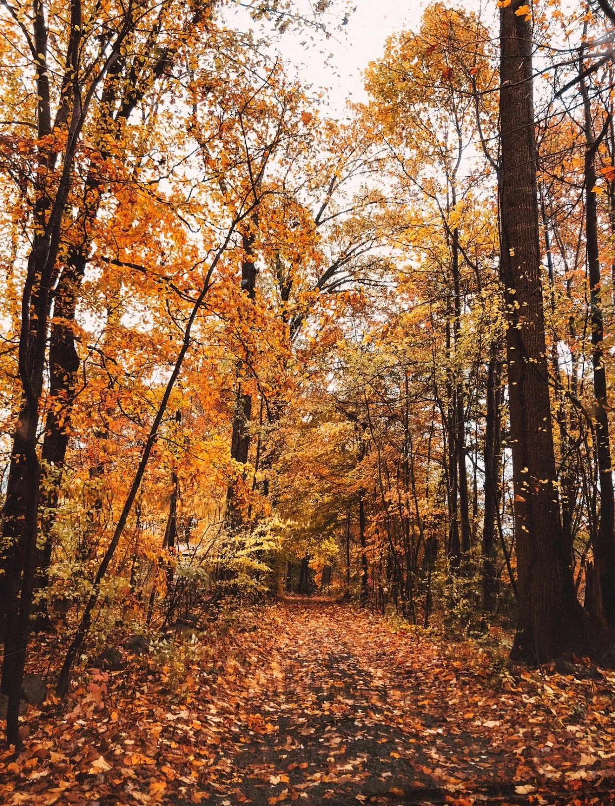 Rhode Island's Only Covered Bridge Is A Fantastic Spot For Fall Photos