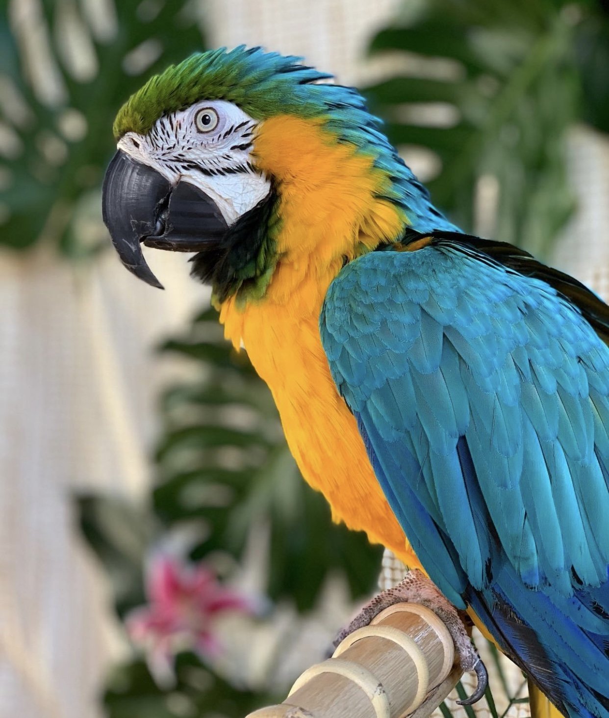 The Fantastic Animal Rescue With A Thrift Shop, Cafe, Gardens, And More