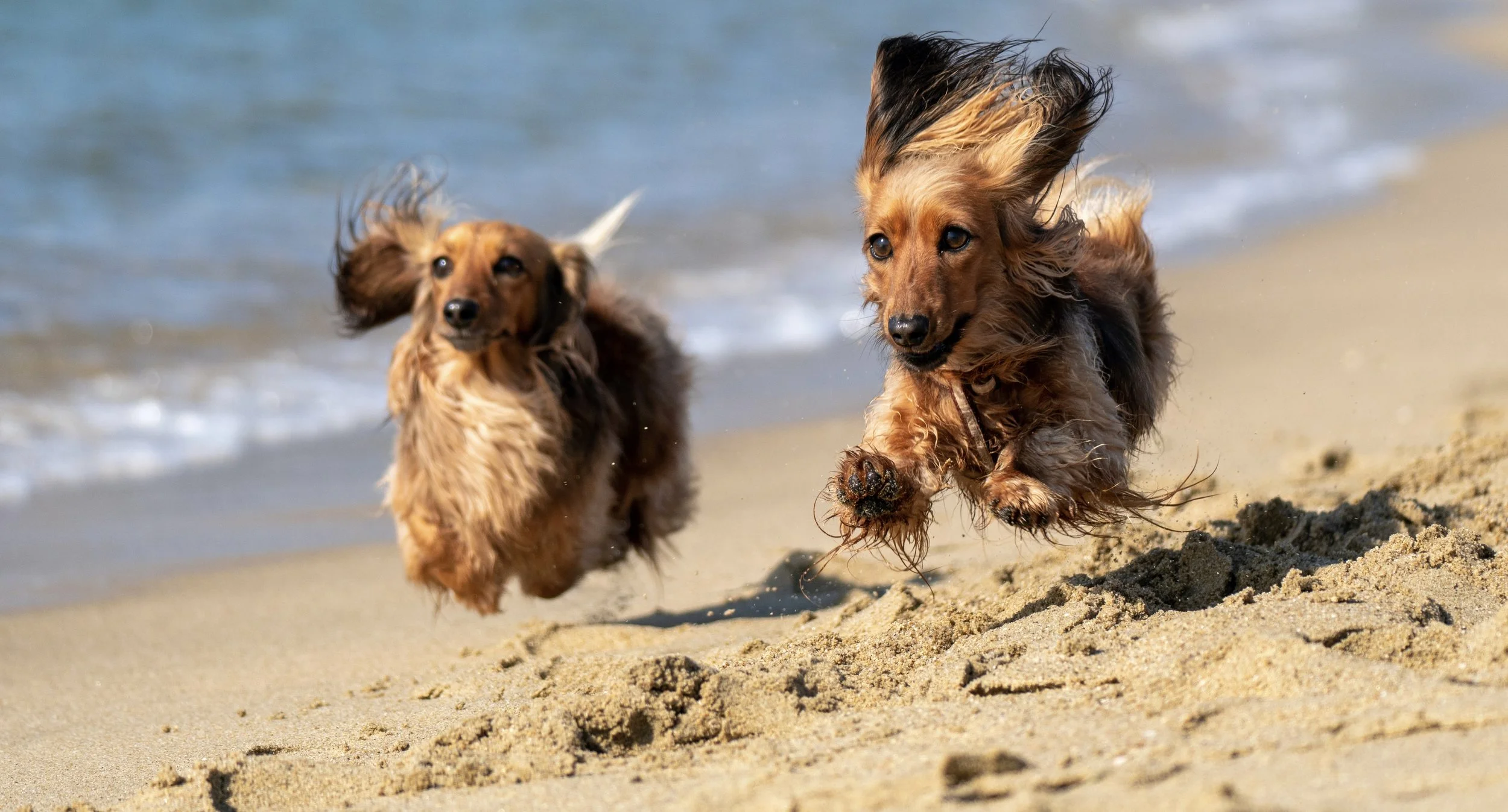 The Pup Friendly Beach In South County Where You Can Take Your Dog 