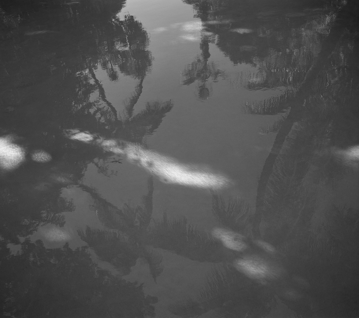 Heli Rekula: Garden 3 (Grey), 2012, C-print, Diasec, framed, 50x56,5cm.