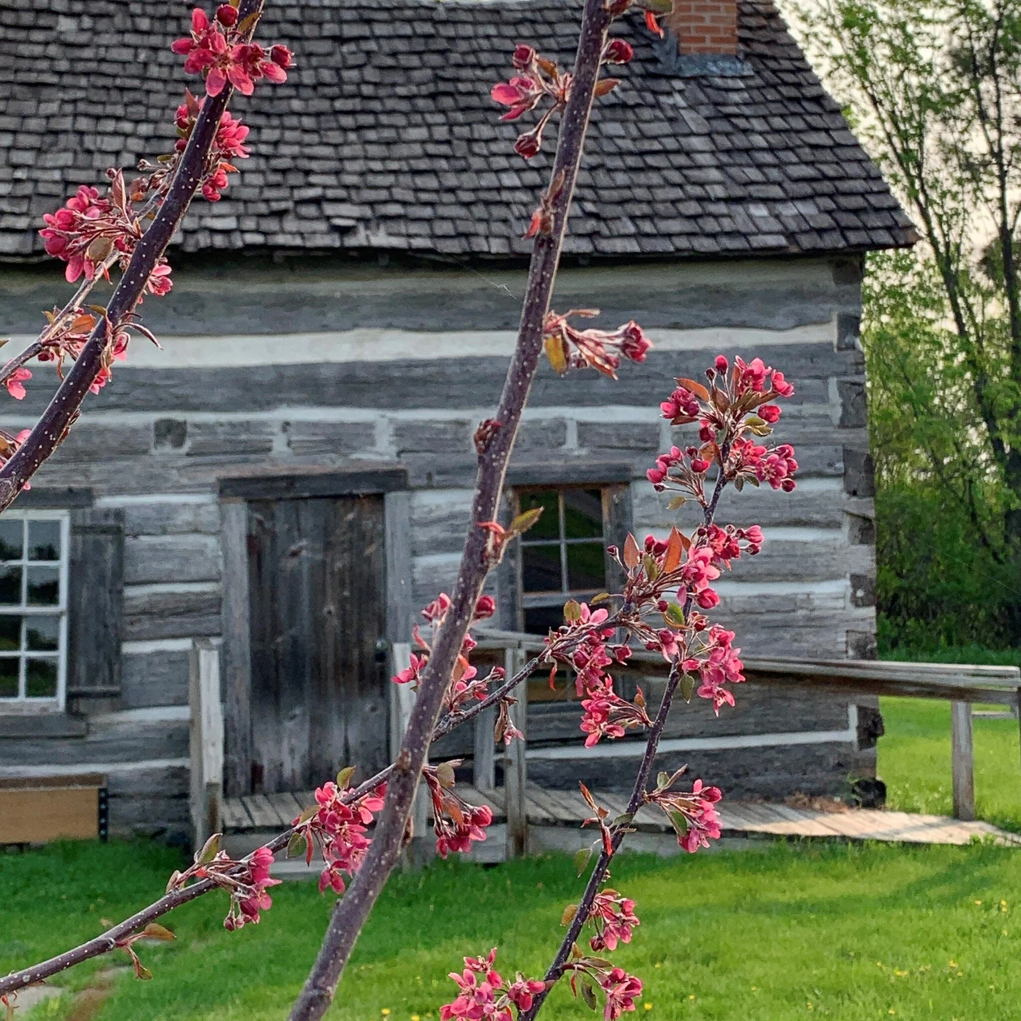 Some bloom in front of the Cabin 🌸🌷🌞

 #bloom #spring #springday #cabin #crabapple #floweringbuds #pink #takeapeek  #wrightcountyhistoricalcenter