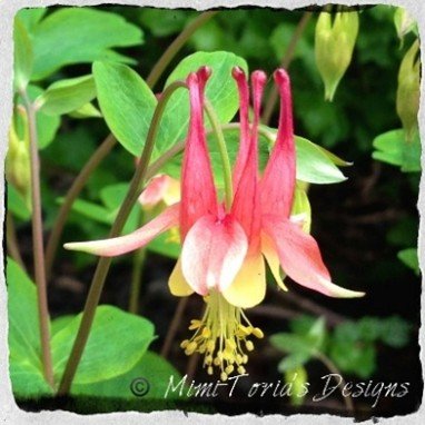 picture of lady slippers