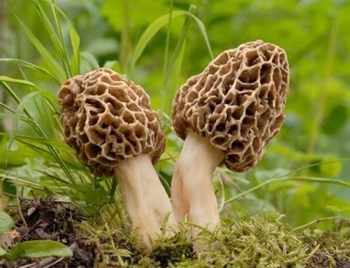 image of two brown mushrooms