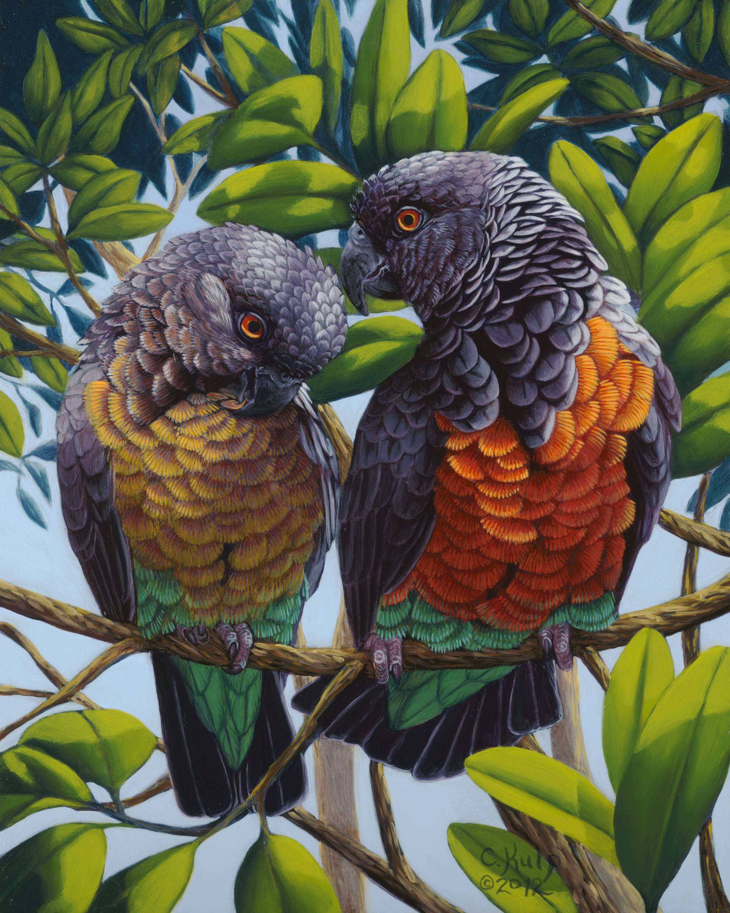  Cindy Kulp, Red-Bellied Parrots , 16" x 13", oil on canvas