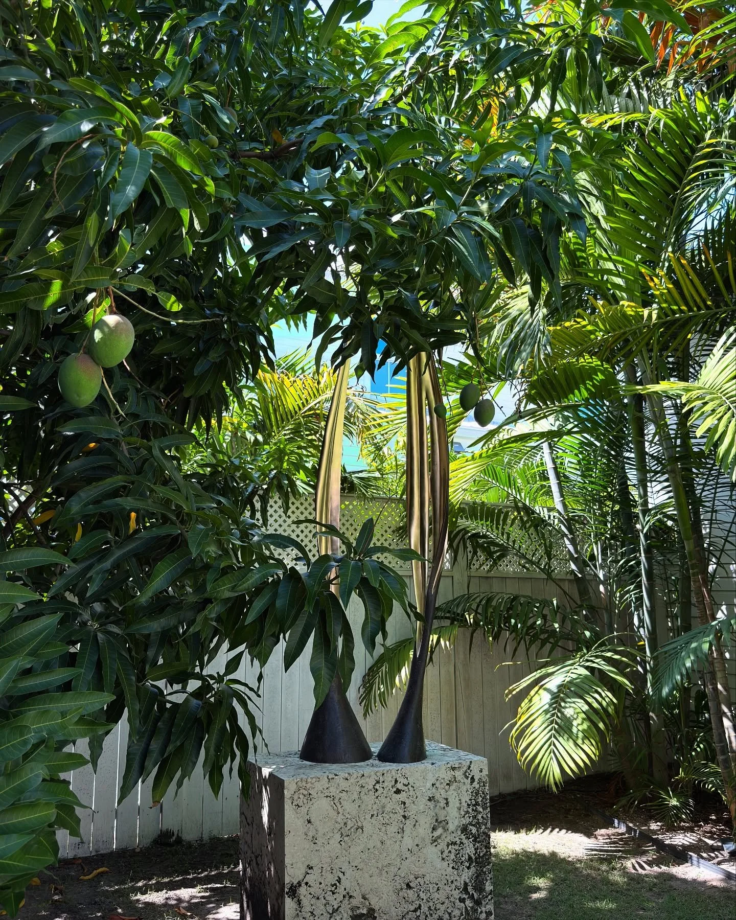 HH - The Dance 
Bronze &amp; Best Moon Gold with Palladium 23.2k Gold 
Mango Season 2025 
.
.
.
#keywestartist #HelenHarrison #bronzesculpture #bronze #goldleafart #exteriordecor #floridafinearts #gardenart #hhsculpture #backyard #modernhome